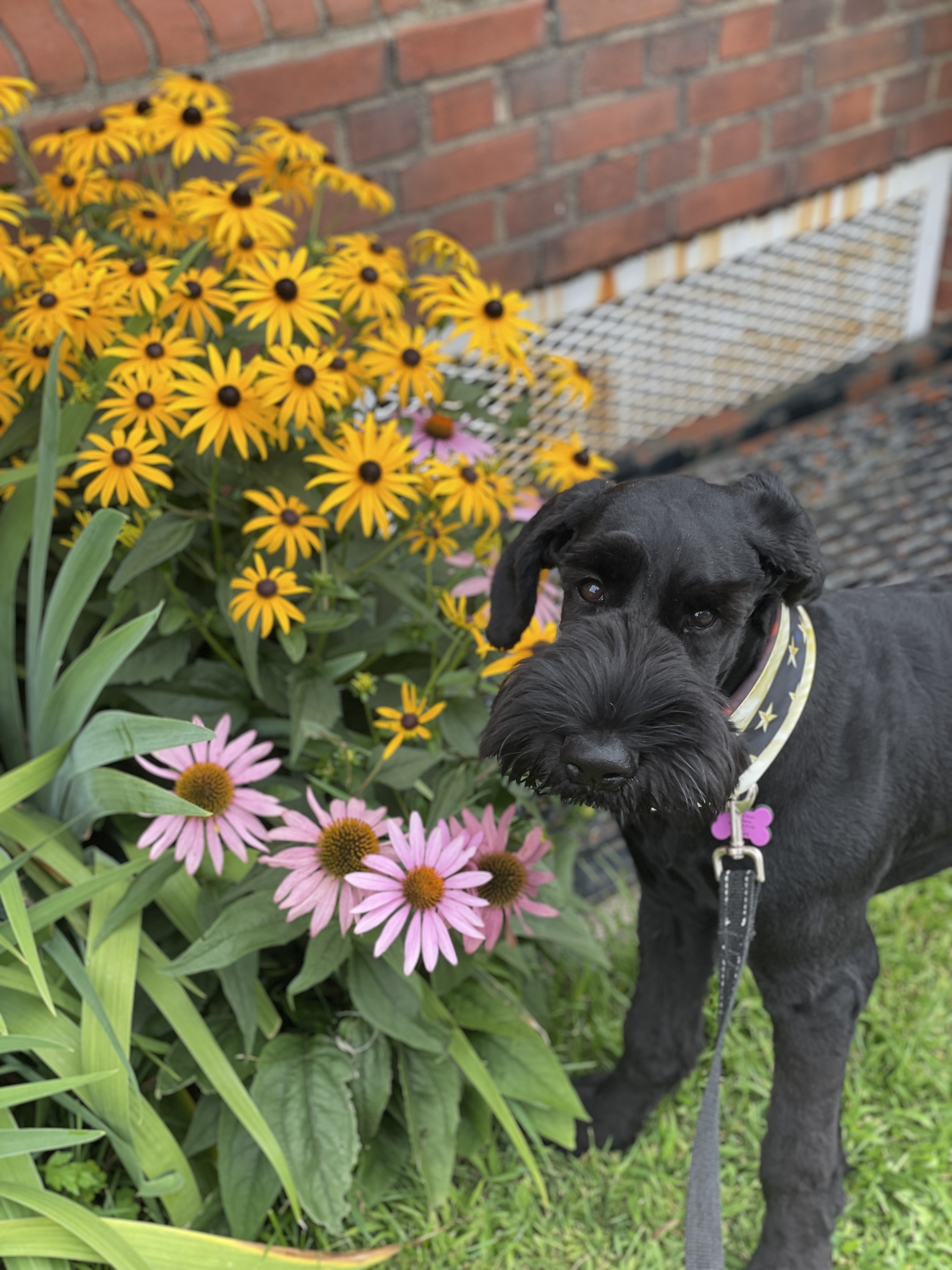 dog and flowers